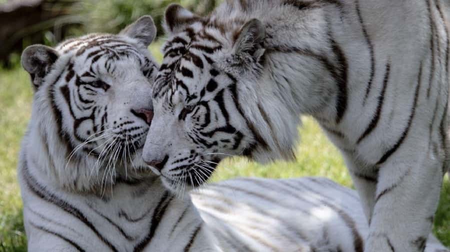 From Buenos Aires: Temaiken Zoo Tour with Ticket Included - Is $135 a fair price?