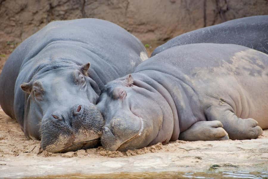 From Buenos Aires: Temaiken Zoo Tour with Ticket Included - Practical points before you book