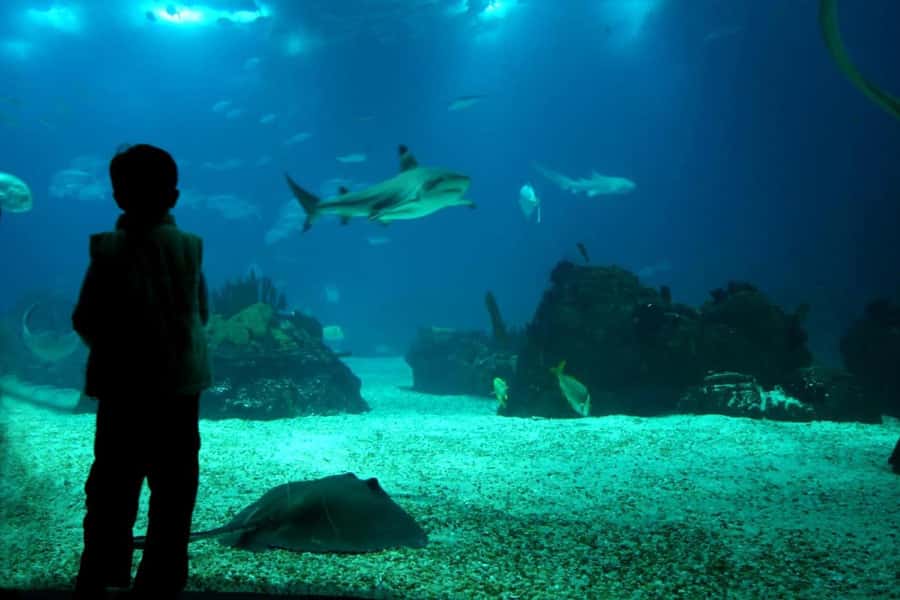 From Buenos Aires: Temaiken Zoo Tour with Ticket Included - Who should choose this biopark tour?