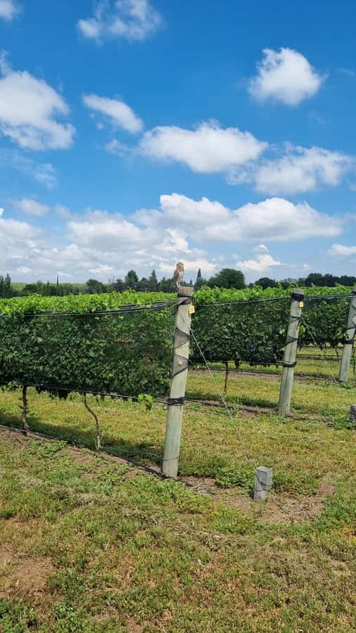 From Cordoba: Private Wine tour & History - Is $165 per person good value?