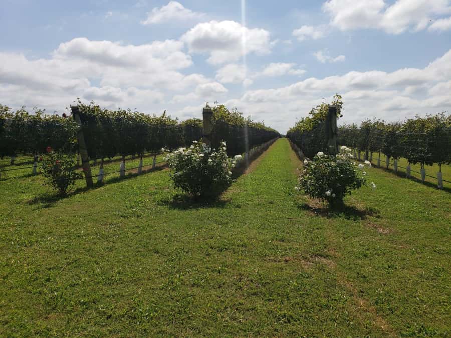 From Cordoba: Private Wine tour & History - Inside Terra Camiare’s former Italian home
