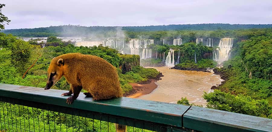 From Foz do Iguaçu: Brazilian Side of the Falls with Ticket - Hotel pickup and the ride from Foz do Iguaçu