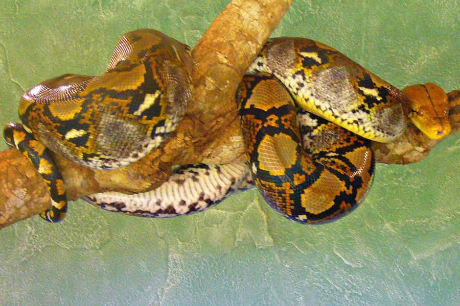From Iguazú: Explore natural diversity at the Biocenter - What the Iguazú Biocenter actually offers