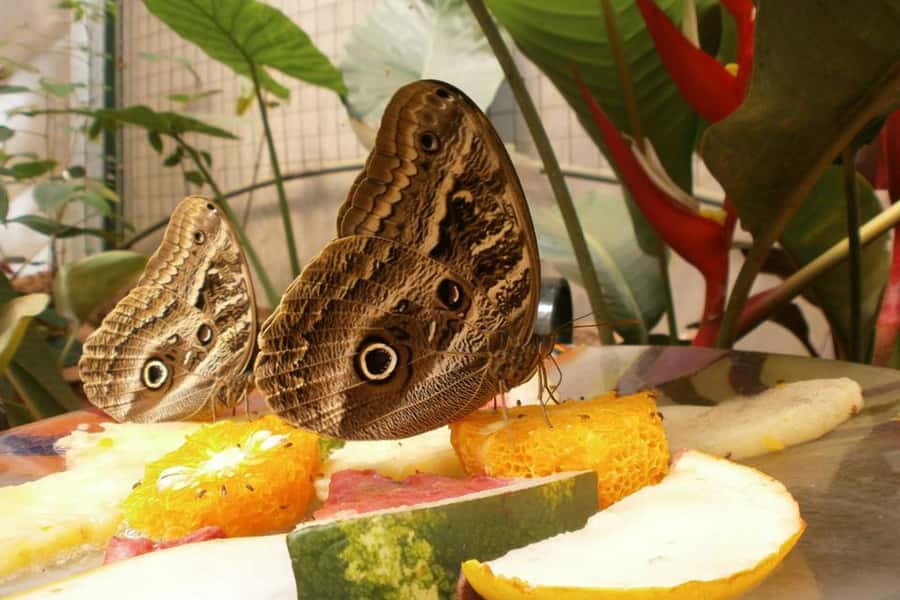 From Iguazú: Explore natural diversity at the Biocenter - Orchids, bromeliads, and the garden section