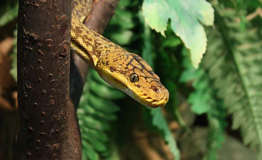 From Iguazú: Explore natural diversity at the Biocenter - The butterfly house and its close-up appeal