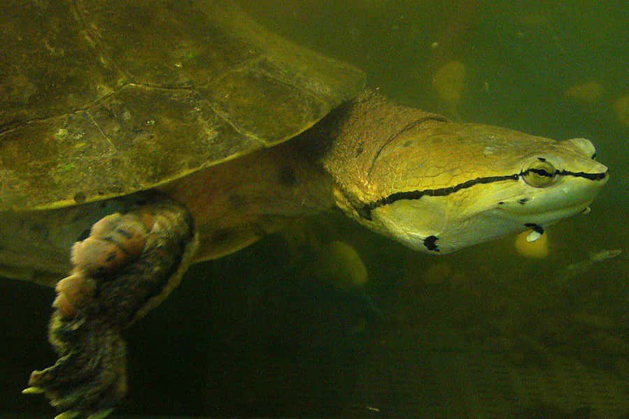 From Iguazú: Explore natural diversity at the Biocenter - Aquarium, reptiles, and exotic birds