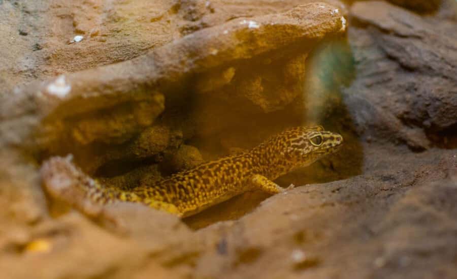From Iguazú: Explore natural diversity at the Biocenter - How long the visit really takes