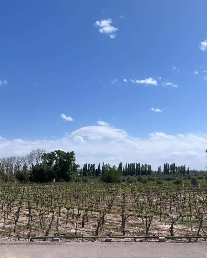From Mendoza: 3 Wineries, Olive Oil Factory Tour & Tasting - Why Maipú works for a six-hour wine tour