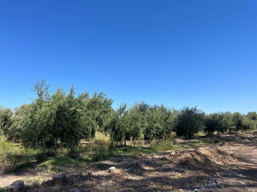From Mendoza: 3 Wineries, Olive Oil Factory Tour & Tasting - The first winery: a hands-on introduction to Mendoza wine