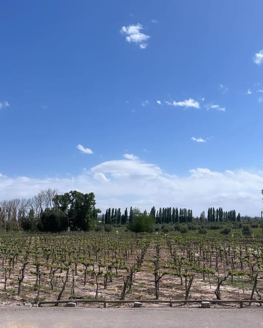 From Mendoza: 3 Wineries, Olive Oil Factory Tour & Tasting - The sweet-wine cellar: a change of pace