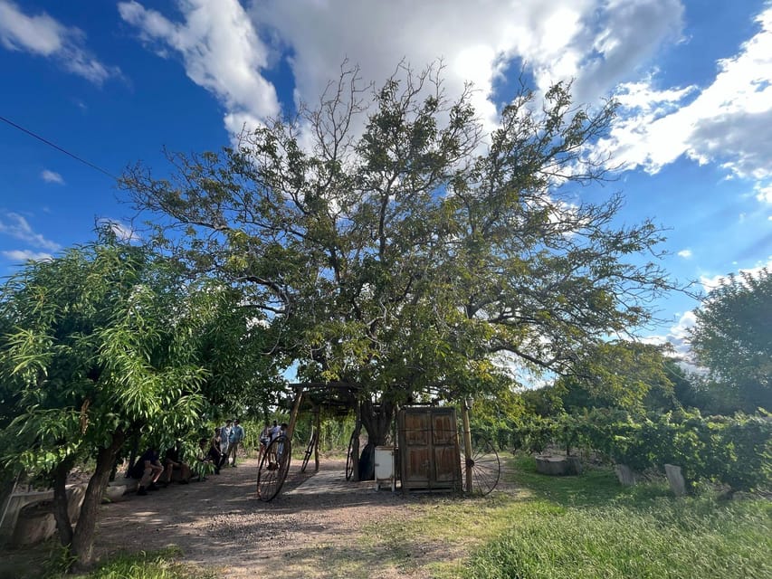 From Mendoza: 3 Wineries, Olive Oil Factory Tour & Tasting - What the guides add to the afternoon