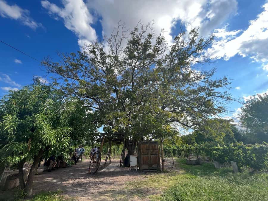 From Mendoza: 3 Wineries, Olive Oil Factory Tour & Tasting - Getting picked up in Mendoza city