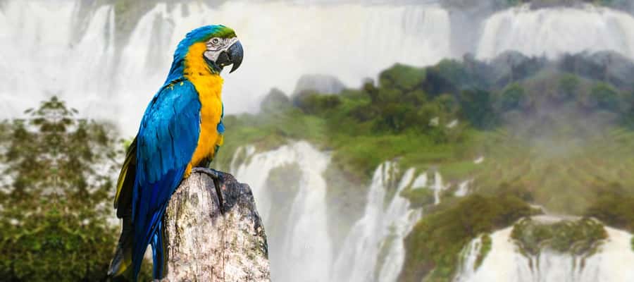From Puerto Iguazu: Half-Day Brazilian Falls Excursion - Crossing Argentina and Brazil with a guide