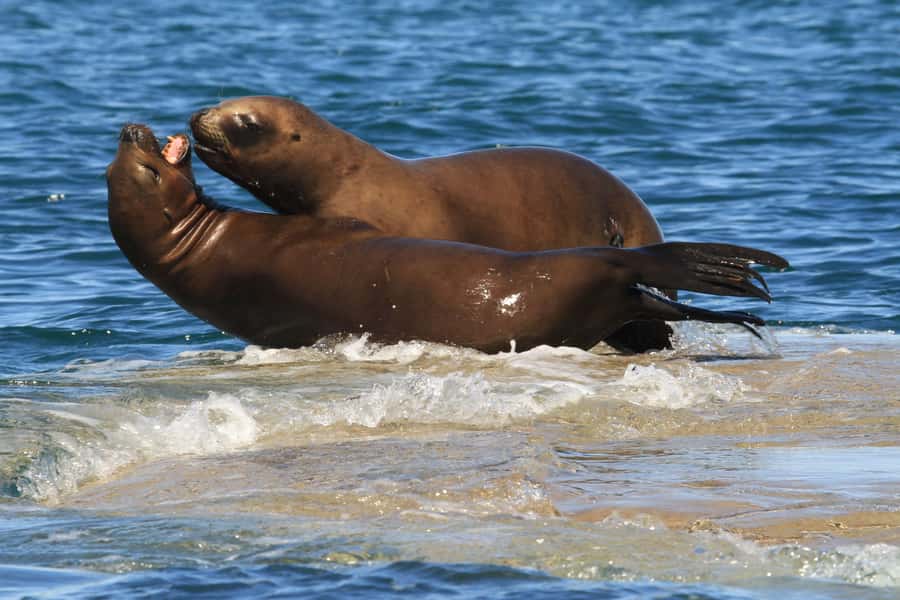 From Puerto Madryn: City and Punta Loma Tour - Key points to know before booking