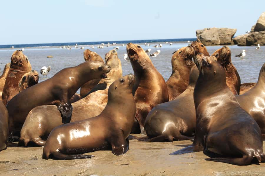 From Puerto Madryn: City and Punta Loma Tour - What the guides add to the experience