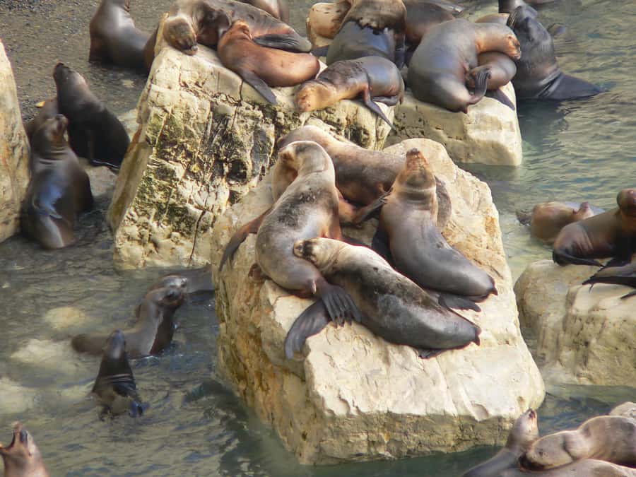 From Puerto Madryn: City and Punta Loma Tour - Is $196 a good value?