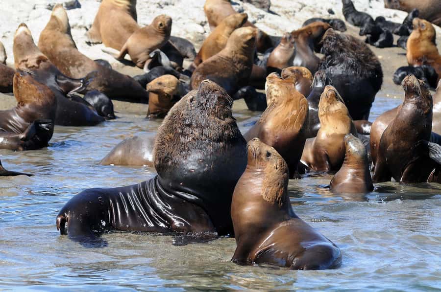 From Puerto Madryn: City and Punta Loma Tour - A fast but useful look at Puerto Madryn