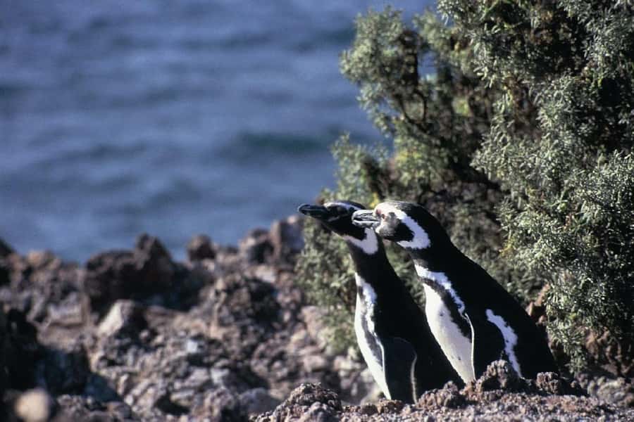 From Puerto Madryn: Full Day Excursion to Punta Tombo - Who will enjoy this day most