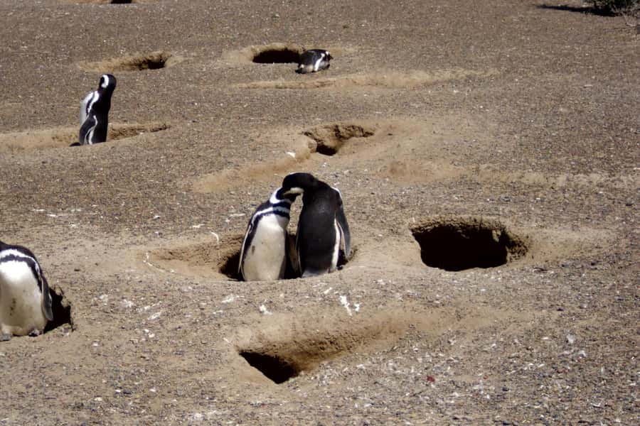 From Puerto Madryn: Full Day Excursion to Punta Tombo - Walking among the Magellanic penguins