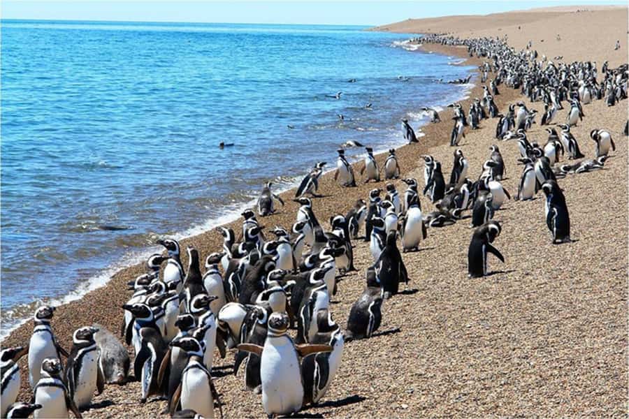 From Puerto Madryn: Full Day Excursion to Punta Tombo - Lunch at the reserve, at your own cost