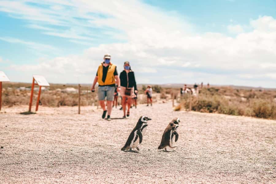 From Puerto Madryn: Full Day Excursion to Punta Tombo - The price and what it really covers