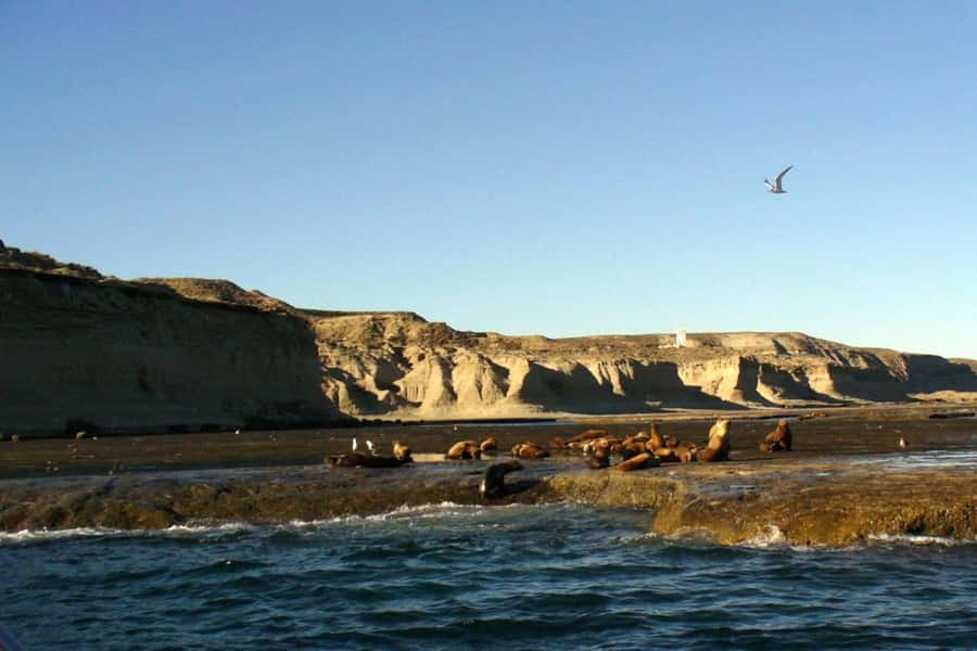 From Puerto Madryn: Full Day Excursion to Punta Tombo - The morning drive across the Patagonian Steppe