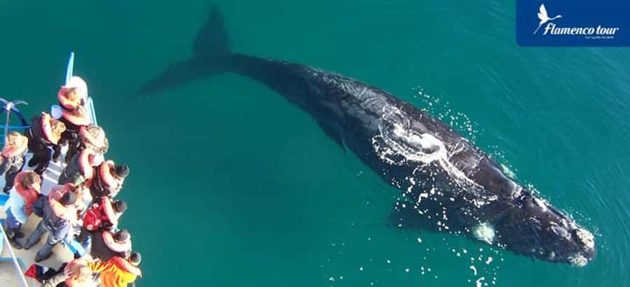 From Puerto Madryn: Full-Day Valdes Peninsula Tour - Carlos Ameghino Isthmus puts the peninsula in context
