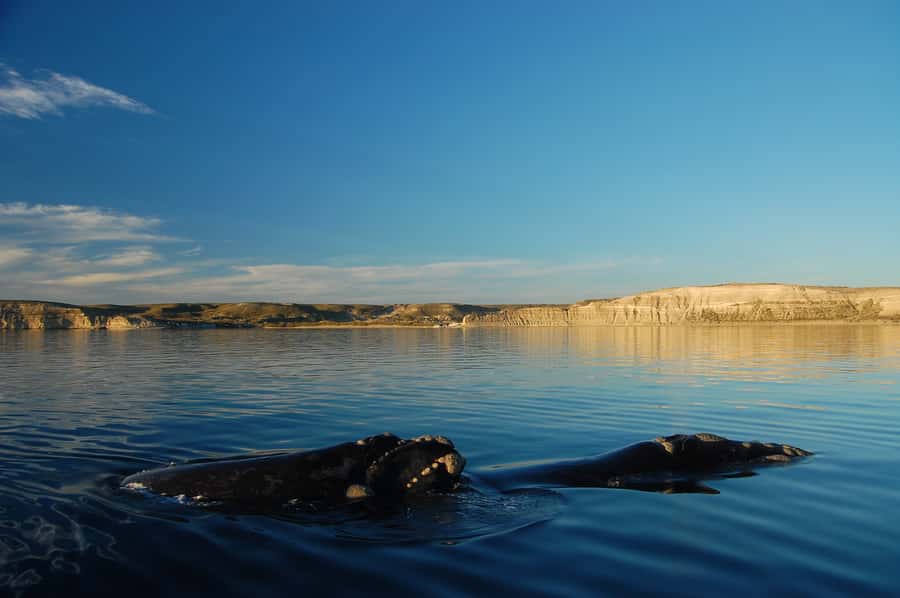 From Puerto Madryn: Full-Day Valdes Peninsula Tour - Choosing the right marine trip by season