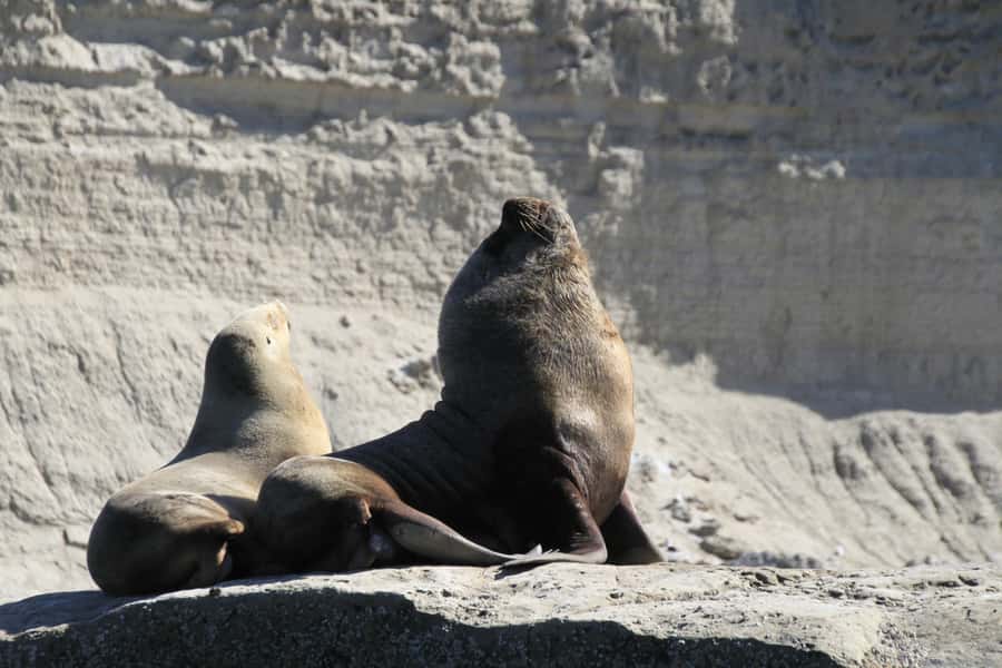 From Puerto Madryn: Full-Day Valdes Peninsula Tour - Punta Delgada and the southern coast