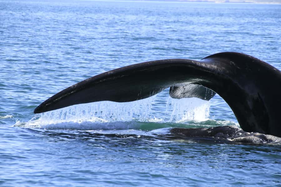From Puerto Madryn: Full-Day Valdes Peninsula Tour - Caleta Valdes and the elephant seal beaches