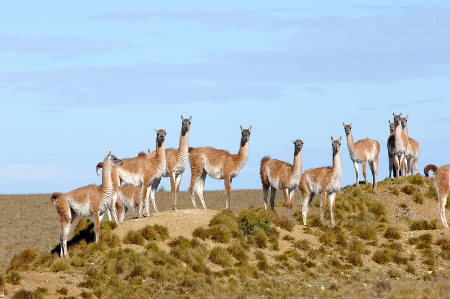 From Puerto Madryn: Full-Day Valdes Peninsula Tour - Punta Norte and seasonal wildlife