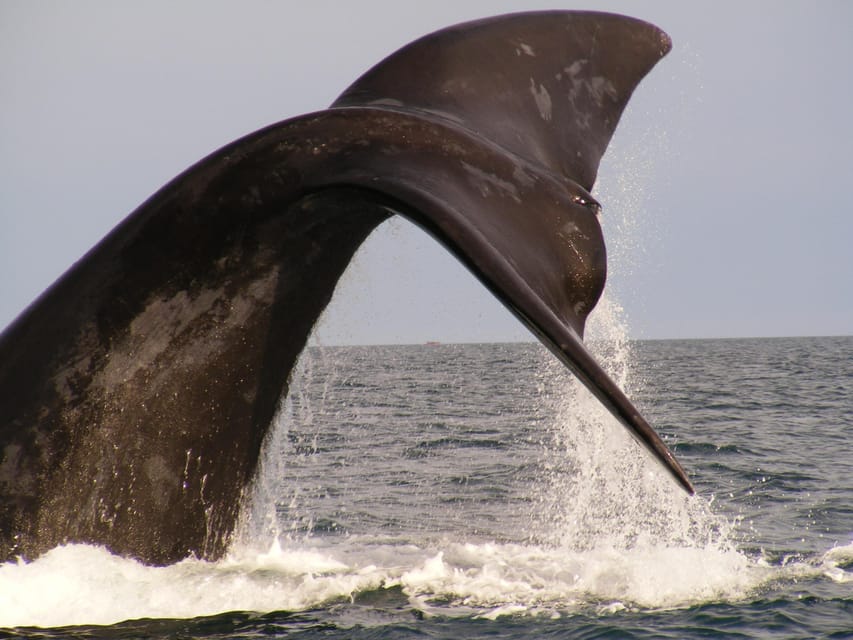 From Puerto Madryn: Full-Day Valdes Peninsula Tour - What the $150 price really covers