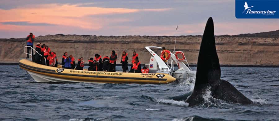 From Puerto Madryn: Full-Day Valdes Peninsula Tour - Puerto Piramides gives you a choice
