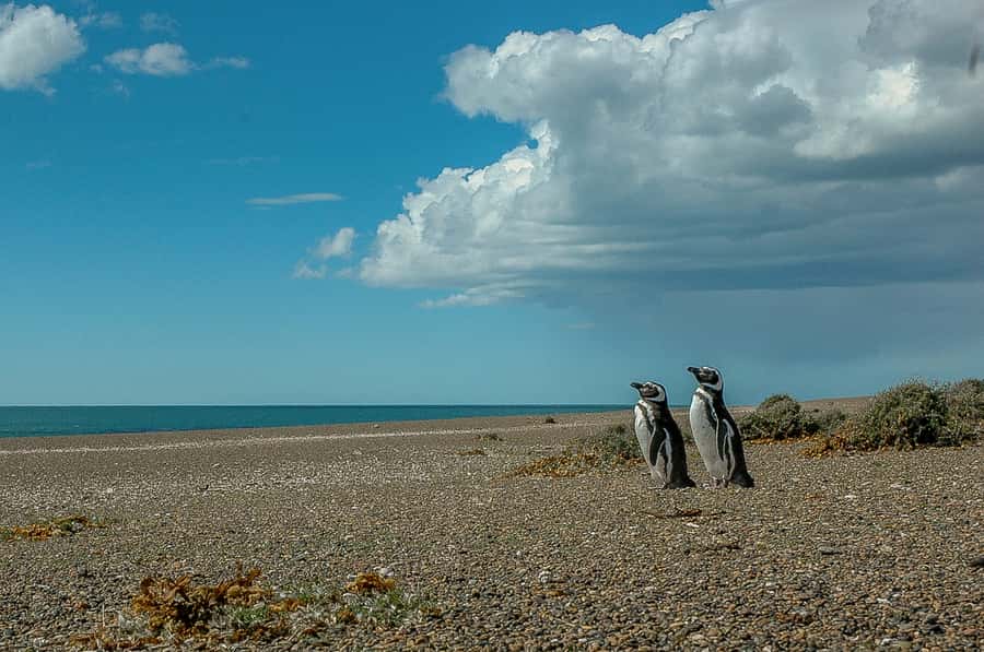 From Puerto Madryn: Penguin Tour & Península Valdés Day Trip - Why the San Lorenzo penguin colony is the main event