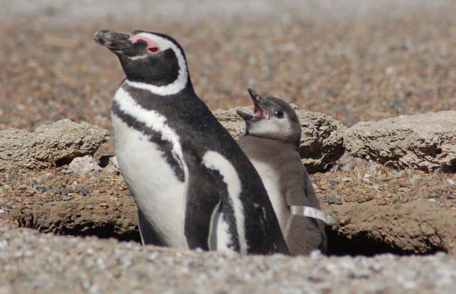 From Puerto Madryn: Penguin Tour & Península Valdés Day Trip - Puerto Pirámides and the whale-watching choice