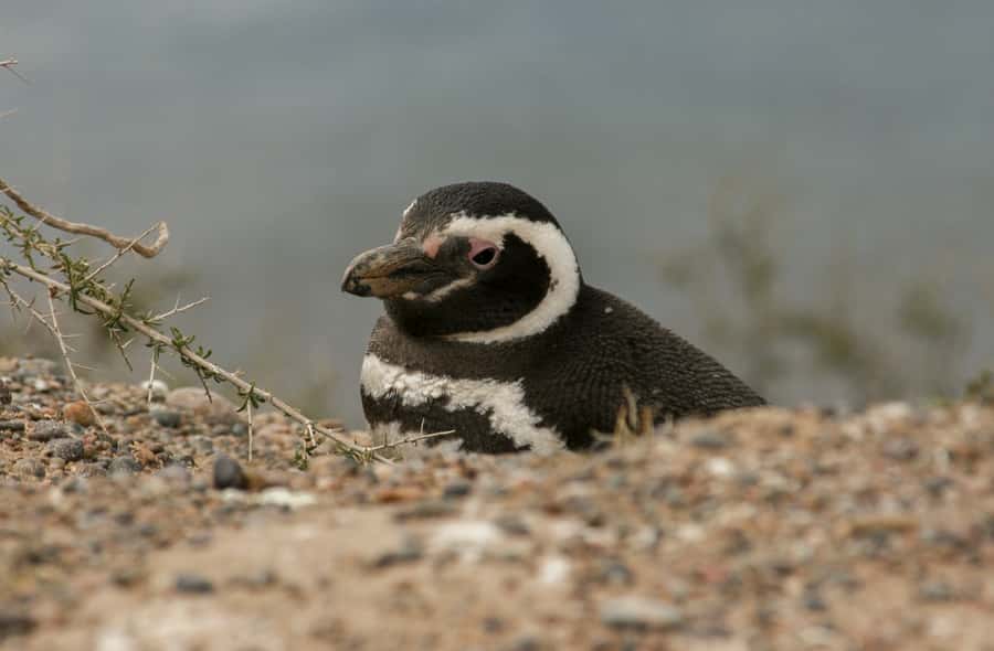 From Puerto Madryn: Penguin Tour & Península Valdés Day Trip - Lunch at a Patagonian ranch