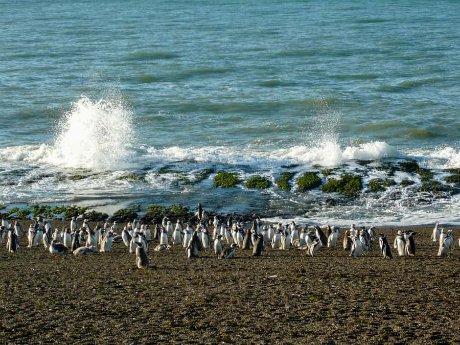 From Puerto Madryn: Penguin Tour & Península Valdés Day Trip - The Carlos Ameghino Interpretation Center
