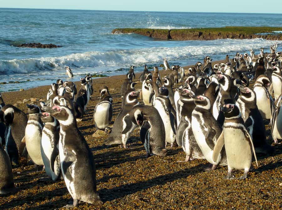 From Puerto Madryn: Penguin Tour & Península Valdés Day Trip - Group size, guides, and the long-day reality