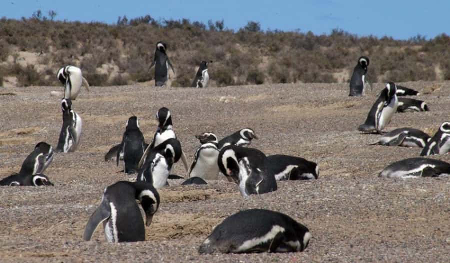 From Puerto Madryn: Penguin Tour & Península Valdés Day Trip - The best seasons for this particular route
