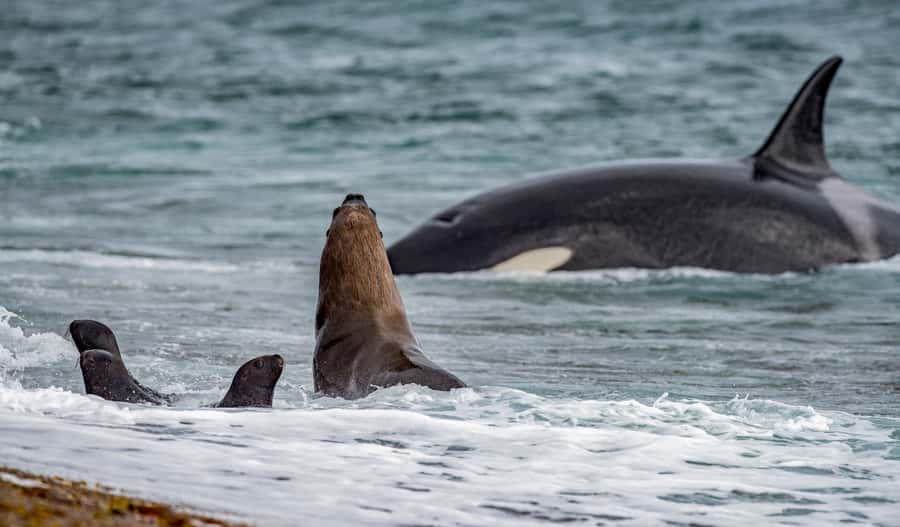 From Puerto Madryn: Penguin Tour & Península Valdés Day Trip - The early road to Península Valdés