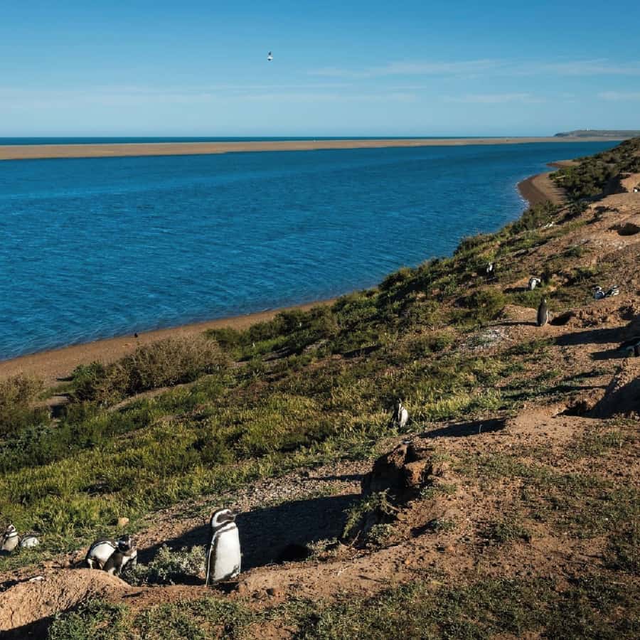 From Puerto Madryn: Peninsula Valdés Shore Excursion - Key points to know before you book