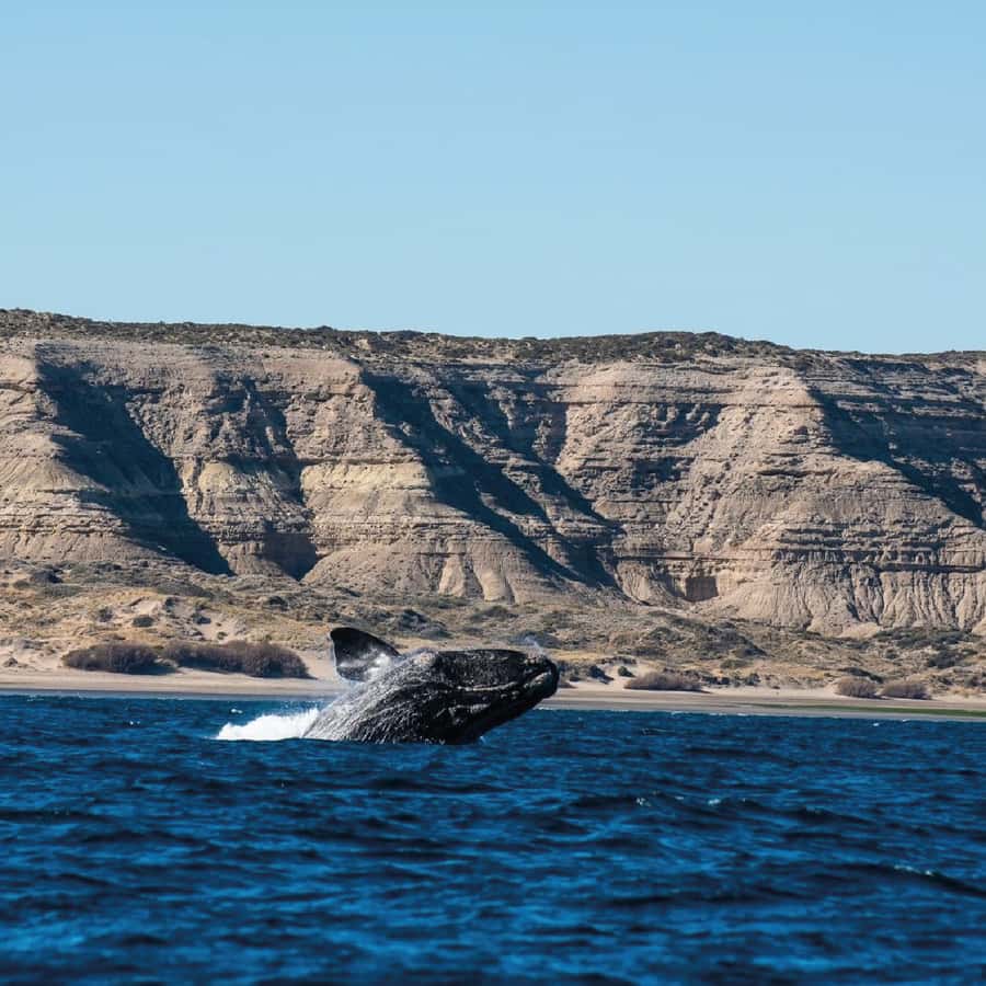 From Puerto Madryn: Peninsula Valdés Shore Excursion - Carlos Ameghino: the useful first stop