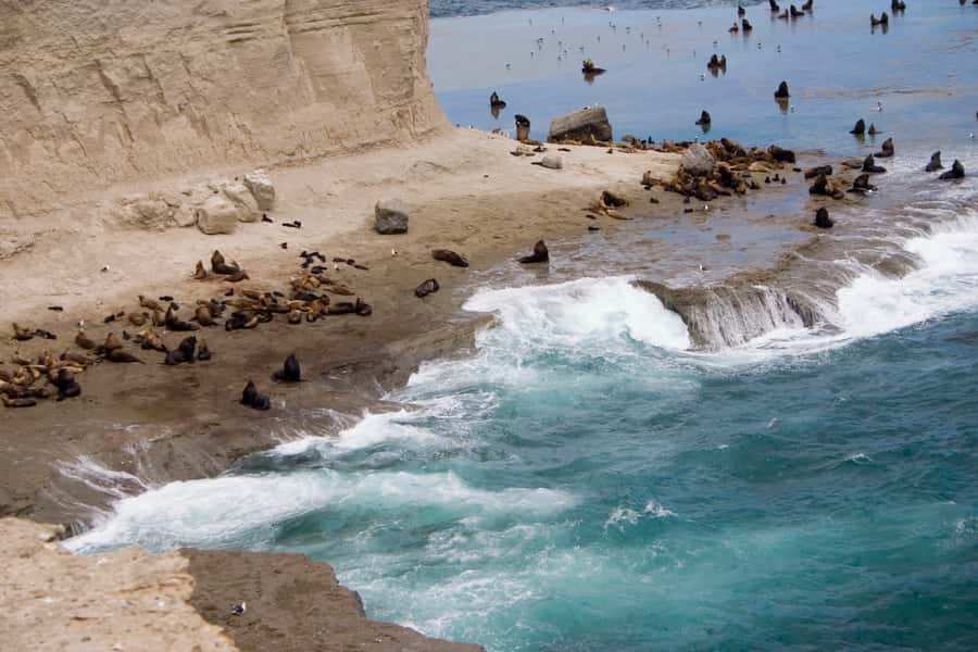 From Puerto Madryn: Valdes Peninsula Full-Day Tour - Key points at a glance