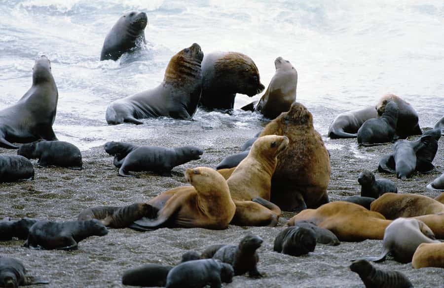 From Puerto Madryn: Valdes Peninsula Full-Day Tour - Why Valdes Peninsula is worth a full day