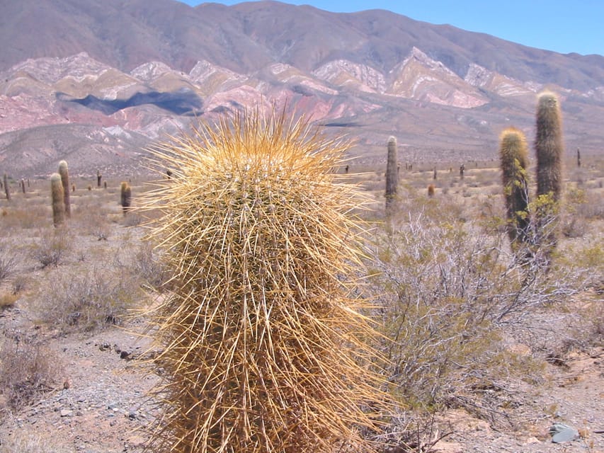 From Salta: 3-Day Cafayate, Cachi, and Humahuaca Guided Trip - Day one: red cliffs, Cafayate, and Calchaquí Valley wine