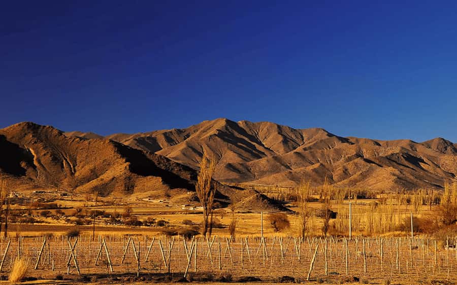 From Salta: Cachi and Los Cardones National Park Tour - Key points to know before booking