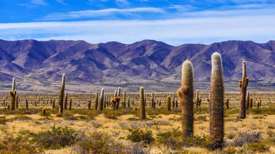 From Salta: Cachi and Los Cardones National Park Tour - From Salta’s farms to the high Andes