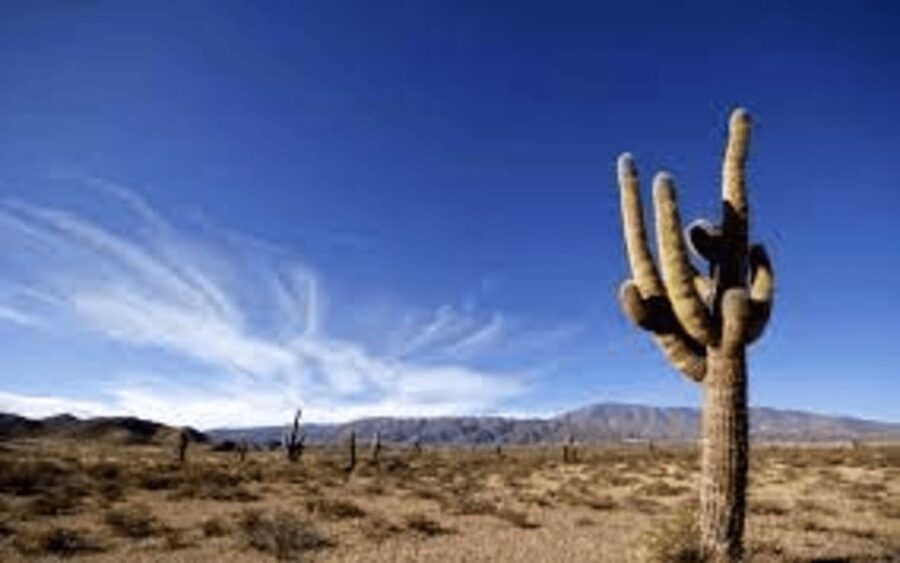 From Salta: Cachi and Los Cardones National Park Tour - Recta del Tin Tin, an Inca road across open country