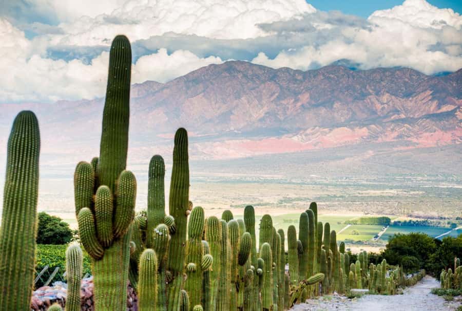From Salta: Day Trip to Cafayate - Should you book the Salta to Cafayate day trip?