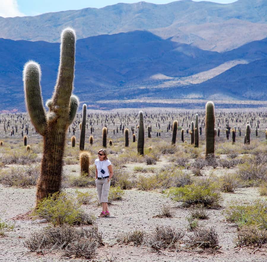 From Salta: Full-Day Scenic Tour to Cachi - The guides can shape the whole experience